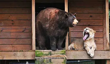نبردی مهیج میان شیر و خرس