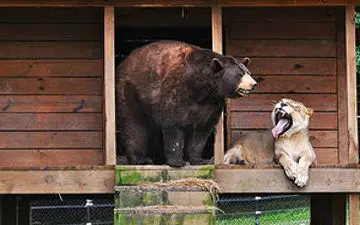 نبردی مهیج میان شیر و خرس