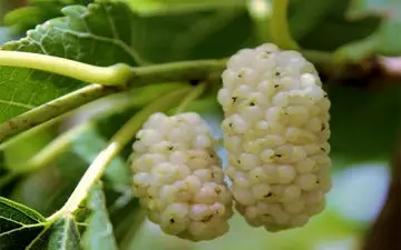 تاثیر شگفت انگیز توت برای تقویت ریه‌