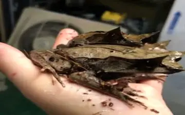 قورباغه‌ای عجیب به شکل برگ! +فیلم