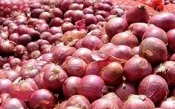قیمت پیاز سرسام آور شد 
