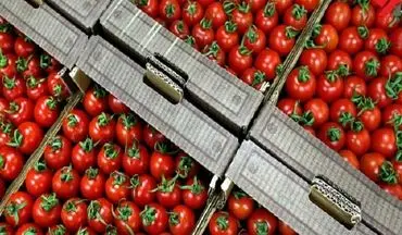قیمت گوجه فرنگی افزایش یافت / دلیل افزایش قیمت گوجه چیست؟