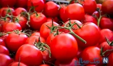 عوارض صادراتی گوجه فرنگی افزایش یافت