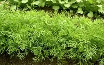  آب شوید و یک دنیا خاصیت