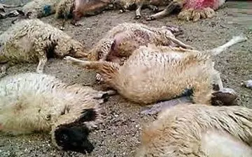 گرگ تیز دندان، ۴۰ راس گوسفند را درید