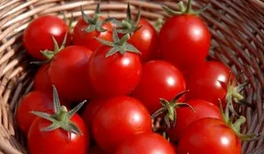 سبقت قیمت گوجه از دلار / دولت سیزدهم با قیمت گوجه چه کرد؟ 