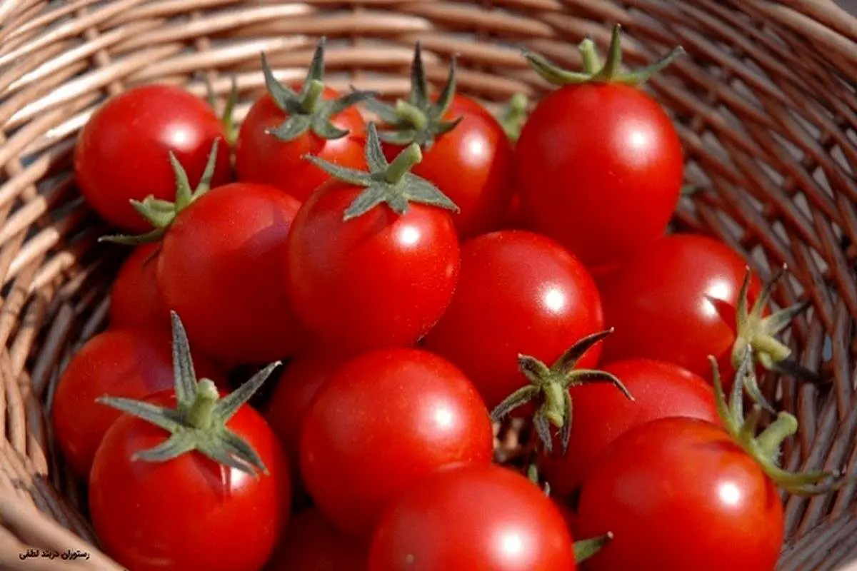 سبقت قیمت گوجه از دلار / دولت سیزدهم با قیمت گوجه چه کرد؟ 
