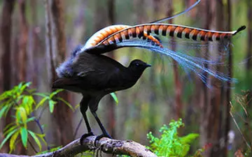 تقلید صدای اره برقی و شاتر دوربین عکاسی توسط پرنده‌ای نادر