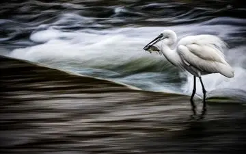  عکس منتخب نشنال جئوگرافیک | شکار روز