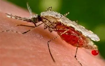 ابتلای این افراد به تب دنگی خطرناک است