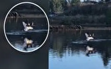 حمله عقاب به مرغ دریایی نگون بخت