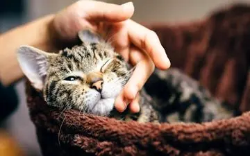 آیا گربه‌تون شما رو به عنوان مادرش قبول کرده؟ این 12 نشانه رو ببینید!