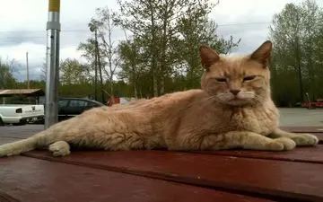  گربه‌ شهردار درگذشت + عکس