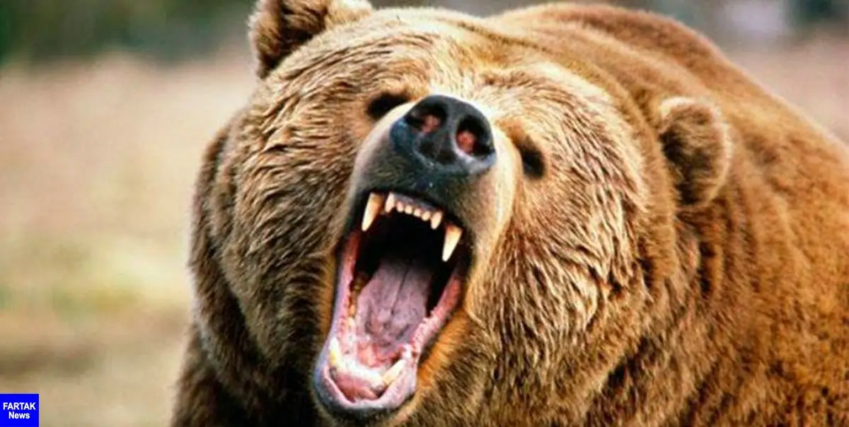 حمله خرس به چوپان کوهرنگی