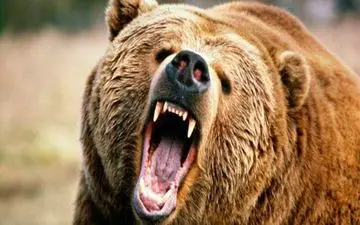 حمله خرس به چوپان کوهرنگی