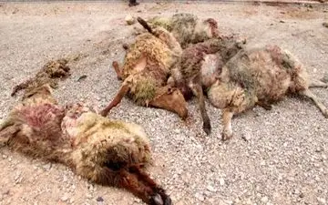 4 مصدوم و اتلاف 42 راس دام در برخورد پژو با گله گوسفندان