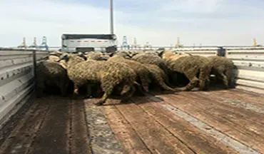 ذبح گوسفندان دم دراز برای تنظیم بازار گوشت + فیلم 