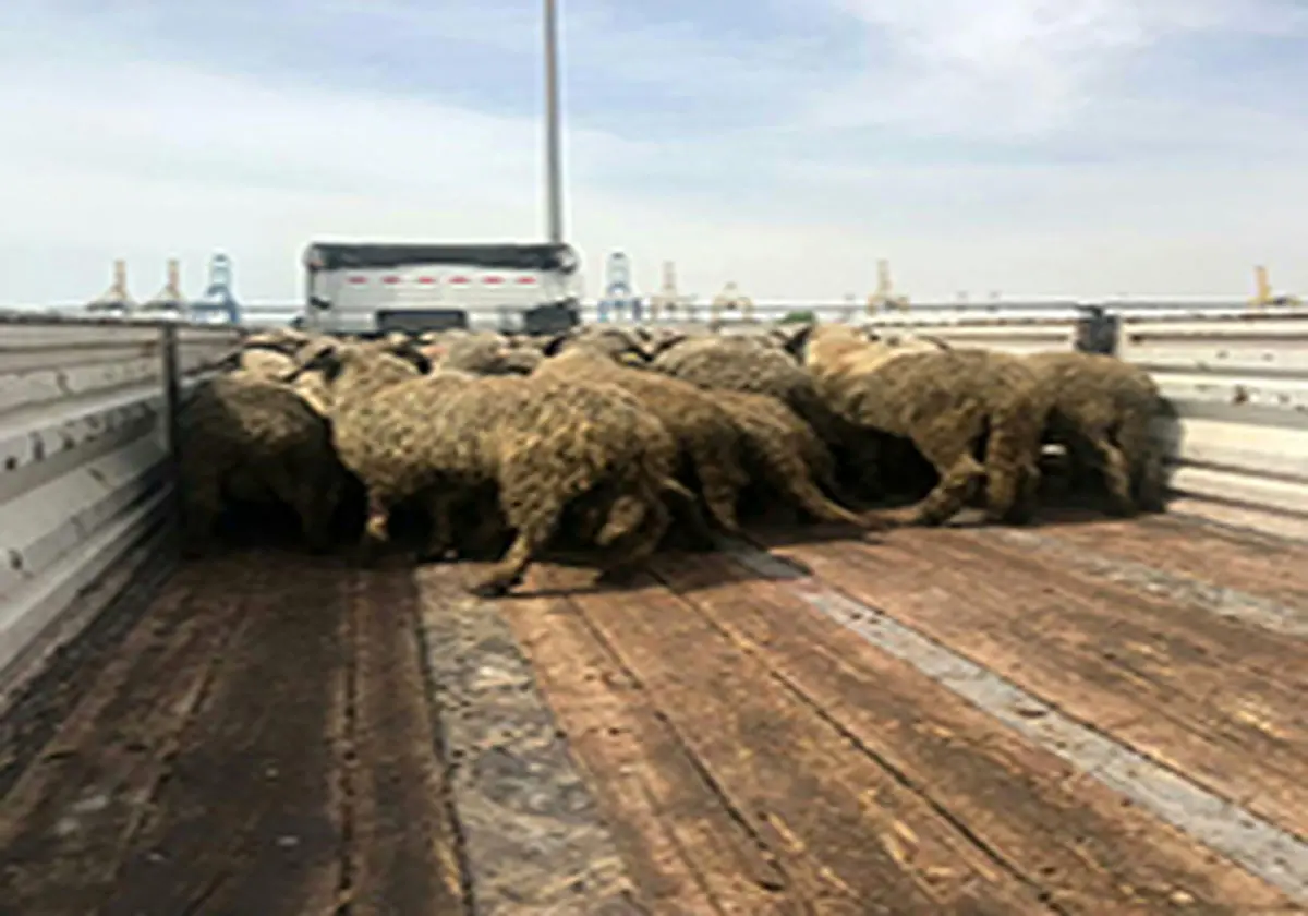 دستگیری سارقان احشام حین سرقت در سلطانیه