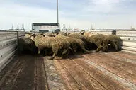 دستگیری سارقان احشام حین سرقت در سلطانیه