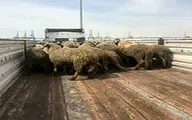 ذبح گوسفندان دم دراز برای تنظیم بازار گوشت + فیلم 