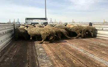 
پلیس کنگاور ۳۳ رأس دام قاچاق را توقیف کرد
