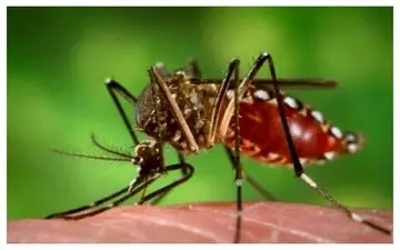 
هشدار به مسافران نوروزی/ کمین پشه‌ آئدس در این مناطق جنوبی
