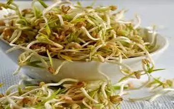 مهمترین خواص جوانه ماش!