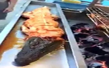 
کباب کردن مار و تمساح در رستوران + فیلم