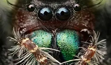 حقایقی در مورد نابینایی عنکبوتها و ارتباط آن با بیماری لکه زرد انسان| عنکبوت‌های گرسنه نابینا می‌شوند
