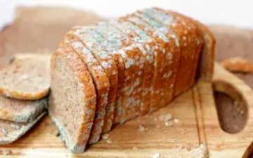 آیا کپک‌ها با حرارت و گرما از بین می‌روند؟