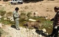 تلف شدن یک قلاده خرس قهوه ای در اسلام آبادغرب