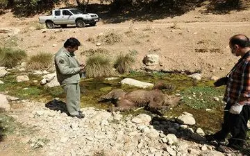 تلف شدن یک قلاده خرس قهوه ای در اسلام آبادغرب