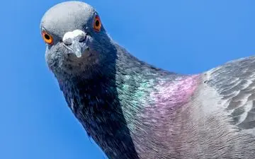 کبوترها نه‌تنها احمق نیستند، بلکه مثل هوش مصنوعی آموزش می‌بینند
