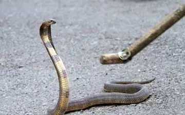 مخفی شدن مار کبرای سه متری در موتور ماشین + فیلم