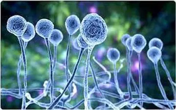 آخرین وضعیت قارچ سیاه در تهران