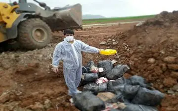 300کیلوگرم جگر قاچاق در ثلاث باباجانی کشف گردید