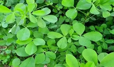 این گیاه پرخاصیت جایگزین قرص‌های ویتامین است