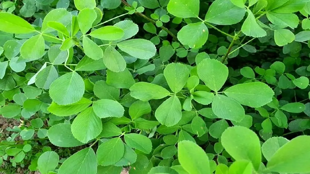 این گیاه پرخاصیت جایگزین قرص‌های ویتامین است