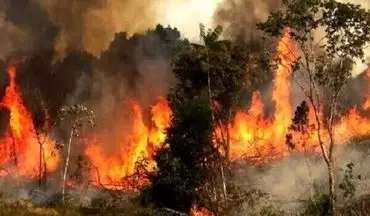 درختان شیطان کوه در لاهیجان دچار حریق شد