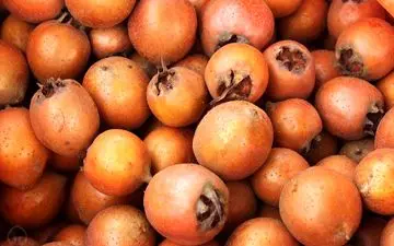 ازگیل میوه‌ای برای کاهش آلزایمر و کم خونی
