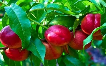 هسته این میوه سمی است!

