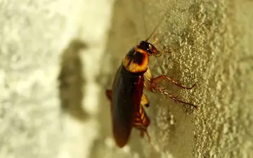 چیزهایی شگفت انگیز در مورد سوسک ها!