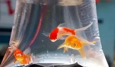 کرونا از ماهی قرمز منتقل می شود یا خیر؟