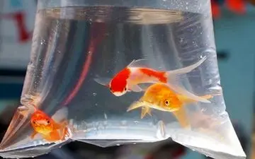 کرونا از ماهی قرمز منتقل می شود یا خیر؟