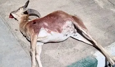 شکار آهو در شاهرود؛ شکارچی متخلف دستگیر شد