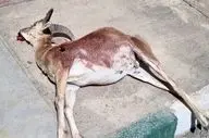 شکار آهو در شاهرود؛ شکارچی متخلف دستگیر شد