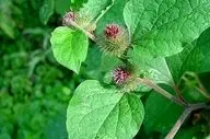 گیاه سنتی موثر در درمان مشکلات تنفسی و بهبود عملکرد ریه