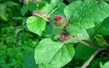 گیاه سنتی موثر در درمان مشکلات تنفسی و بهبود عملکرد ریه