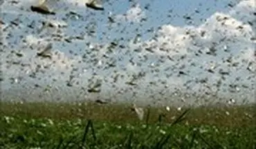 حمله ملخ‌ ها به مزارع میناب