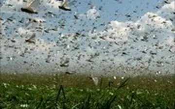 حمله ملخ‌ ها به مزارع میناب